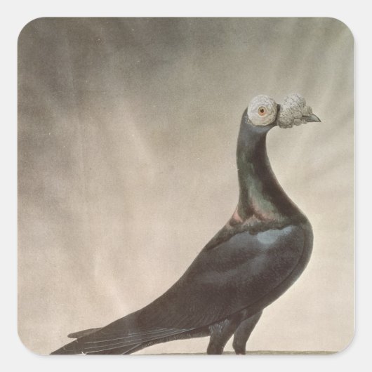 Portrait einer Taube Quadratischer Aufkleber (Vorderseite)