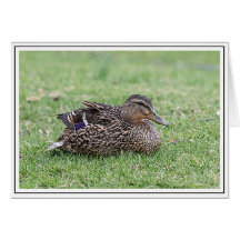 Portrait einer weiblichen Mallard