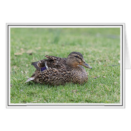 Portrait einer weiblichen Mallard