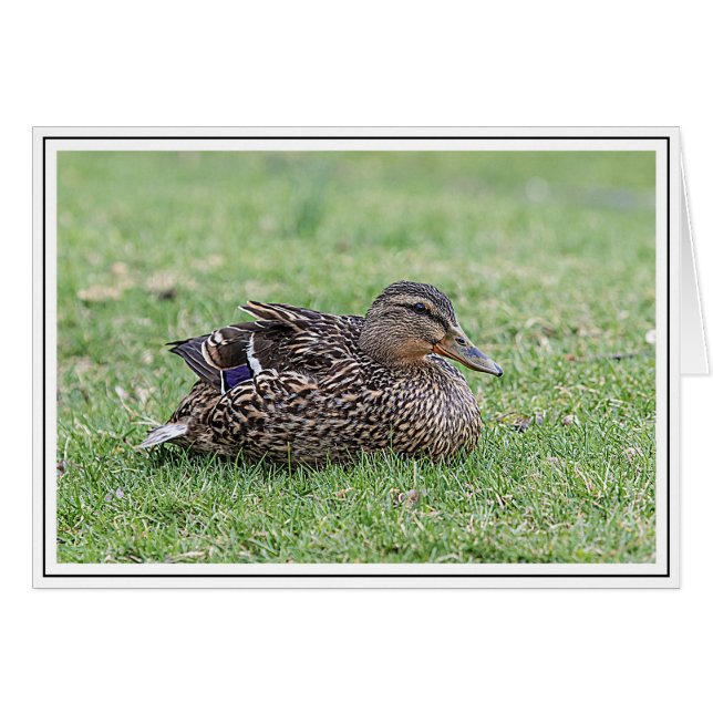 Portrait einer weiblichen Mallard (Vorderseite (Horizontal))