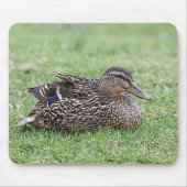 Portrait einer weiblichen Mallard Mousepad (Vorne)