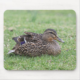 Portrait einer weiblichen Mallard Mousepad
