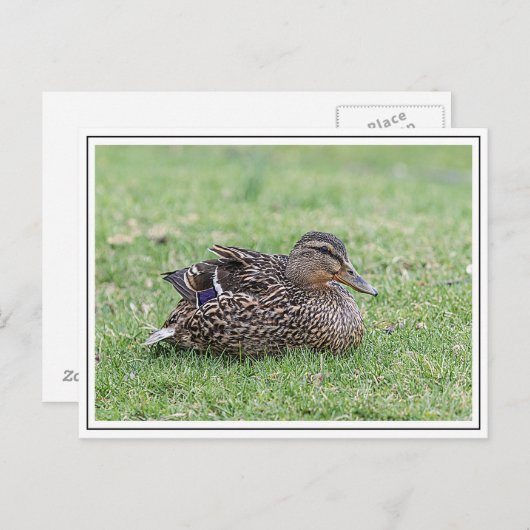 Portrait einer weiblichen Mallard Postkarte (Vorne/Hinten)