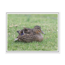 Portrait einer weiblichen Mallard