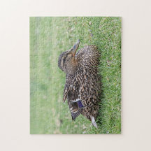 Portrait einer weiblichen Mallard