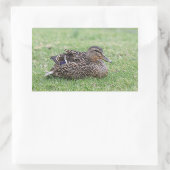 Portrait einer weiblichen Mallard Rechteckiger Aufkleber (Tasche)