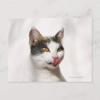 Portrait einer weißen Katze lecken Postkarte