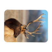 Portrait eines Atemberaubenden Bullenelchs Magnet (Horizontal)