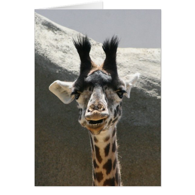 Portrait eines Baby Giraffe (Vorne)