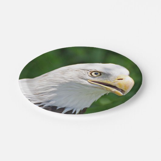 Portrait eines Bald-Adlers Pappteller (Schrägansicht)