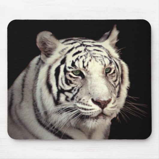 Portrait eines Bengalischen Tigers Mousepad (Vorne)