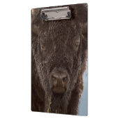 Portrait eines Bison Bulls im Regen Klemmbrett (Links)