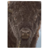 Portrait eines Bison Bulls im Regen Klemmbrett (Rückseite)