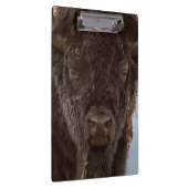 Portrait eines Bison Bulls im Regen Klemmbrett (Rechts)
