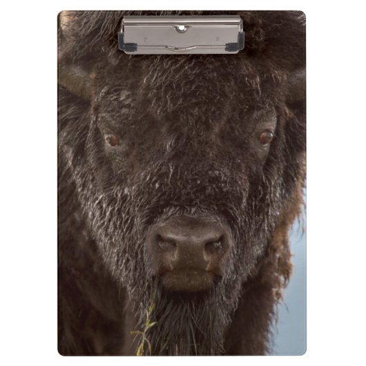 Portrait eines Bison Bulls im Regen Klemmbrett (Vorderseite)