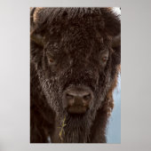 Portrait eines Bison Bulls im Regen Poster (Vorne)