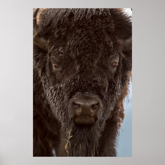 Portrait eines Bison Bulls im Regen Poster (Vorne)