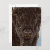 Portrait eines Bison Bulls im Regen Postkarte (Vorne/Hinten)