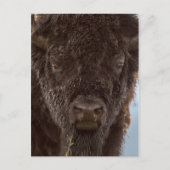 Portrait eines Bison Bulls im Regen Postkarte (Vorderseite)