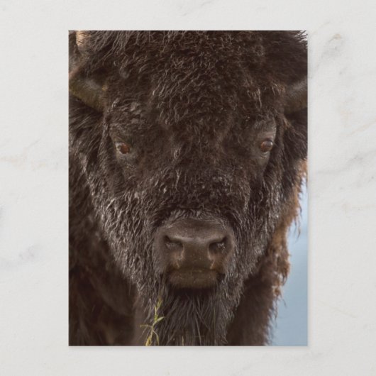 Portrait eines Bison Bulls im Regen Postkarte (Vorderseite)