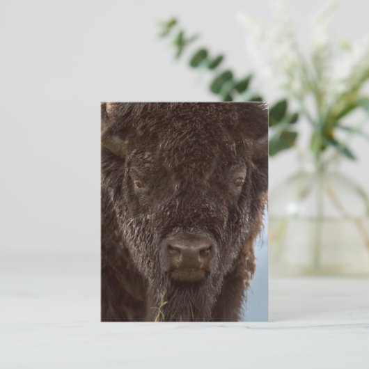 Portrait eines Bison Bulls im Regen Postkarte (Stehend Vorderseite)