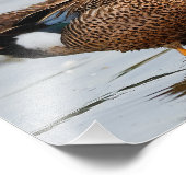 Portrait eines Blue-Winged-Aquamarin Fotodruck (Ecke)