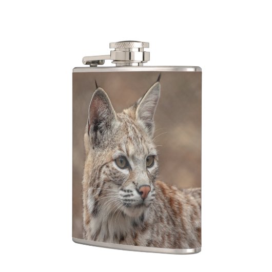 Portrait eines Bobcat Flachmann (Links)