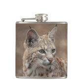 Portrait eines Bobcat Flachmann (Vorderseite)