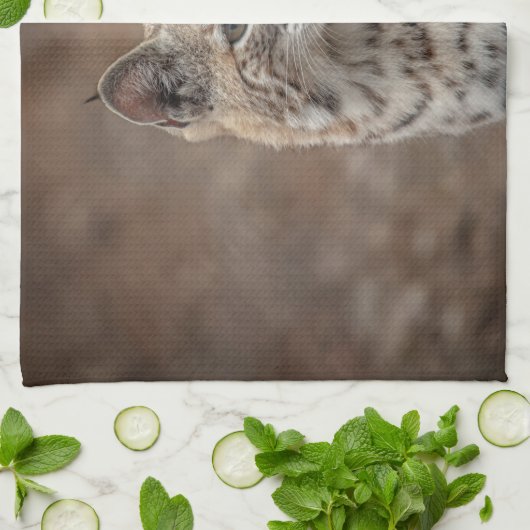 Portrait eines Bobcat Geschirrtuch (Gefaltet)