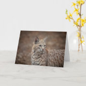 Portrait eines Bobcat Karte (Gelbe Blume)