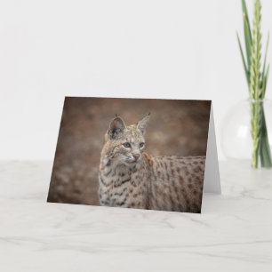 Portrait eines Bobcat Karte