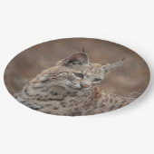 Portrait eines Bobcat Pappteller (Schrägansicht)