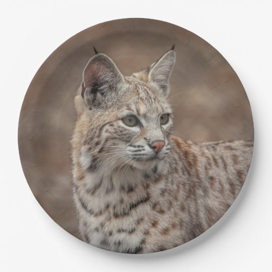 Portrait eines Bobcat Pappteller (Vorderseite)