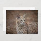 Portrait eines Bobcat Postkarte (Vorne/Hinten)