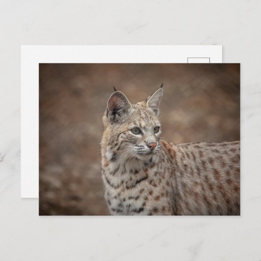 Portrait eines Bobcat Postkarte (Vorne/Hinten)