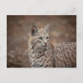 Portrait eines Bobcat Postkarte (Vorderseite)