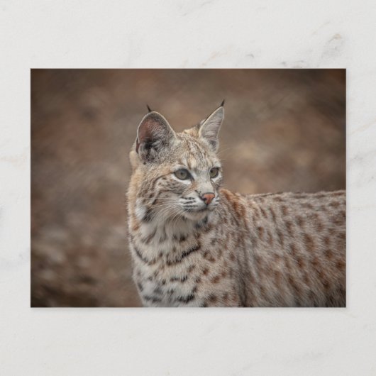 Portrait eines Bobcat Postkarte (Vorderseite)