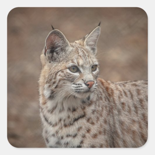 Portrait eines Bobcat Quadratischer Aufkleber (Vorderseite)