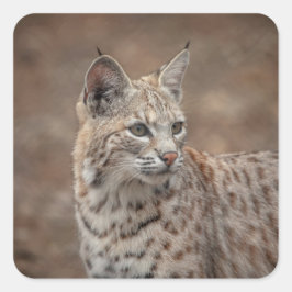 Portrait eines Bobcat Quadratischer Aufkleber