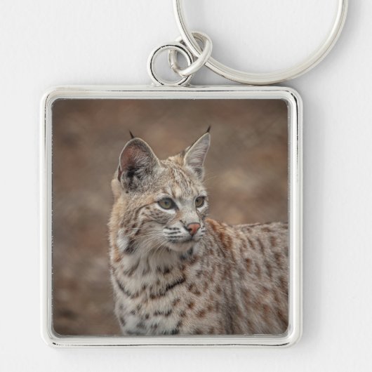 Portrait eines Bobcat Schlüsselanhänger (Vorne)