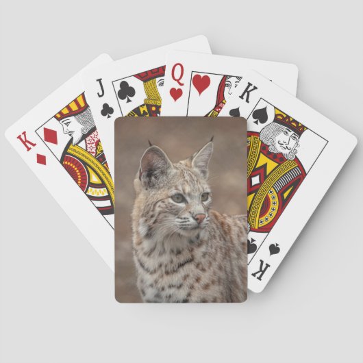 Portrait eines Bobcat Spielkarten (Rückseite)