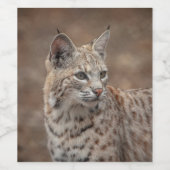 Portrait eines Bobcat Weinetikett (Einzelnes Label)