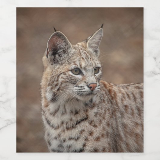 Portrait eines Bobcat Weinetikett (Einzelnes Label)