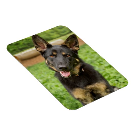 Portrait eines deutschen Hirten Magnet (Rechte Seite)