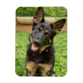 Portrait eines deutschen Hirten Magnet (Vertikal)