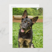 Portrait eines deutschen Hirten Postkarte (Vorne/Hinten)