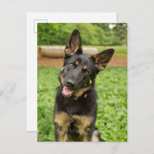 Portrait eines deutschen Hirten Postkarte (Vorne/Hinten)