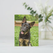 Portrait eines deutschen Hirten Postkarte (Stehend Vorderseite)