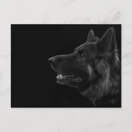 Portrait eines deutschen Schäferhundes Postkarte