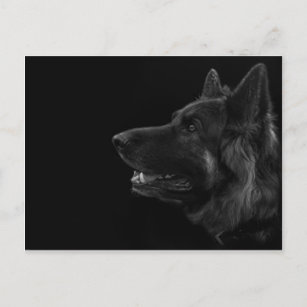 Portrait eines deutschen Schäferhundes Postkarte